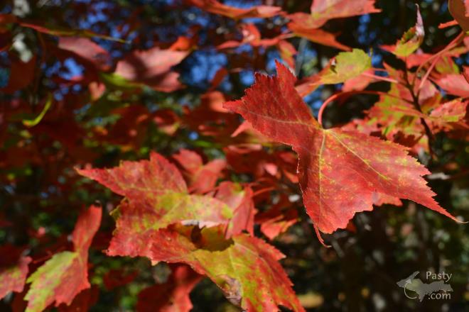 Photos by Judy Byykkonen