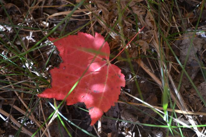 Photos by Judy Byykkonen