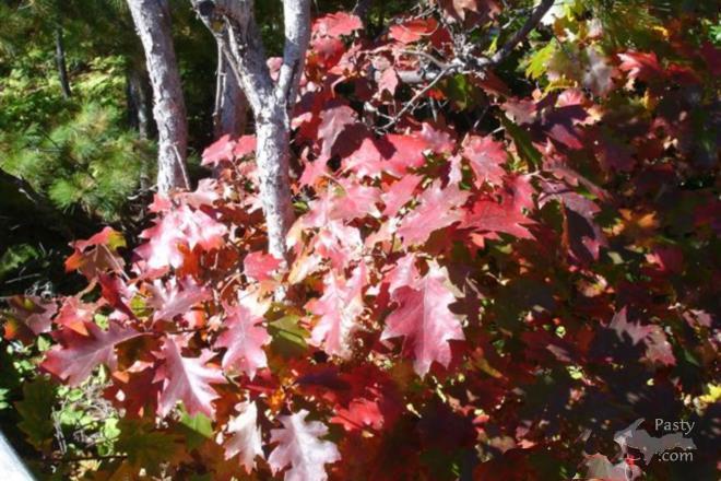 Photo by Frank Jezek