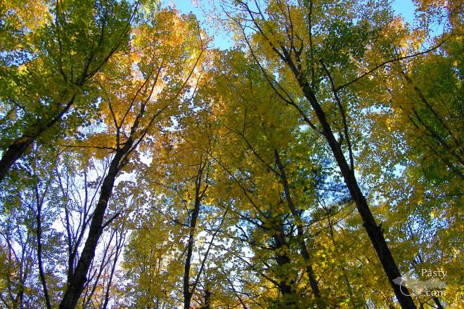 Photos by Ron Simons