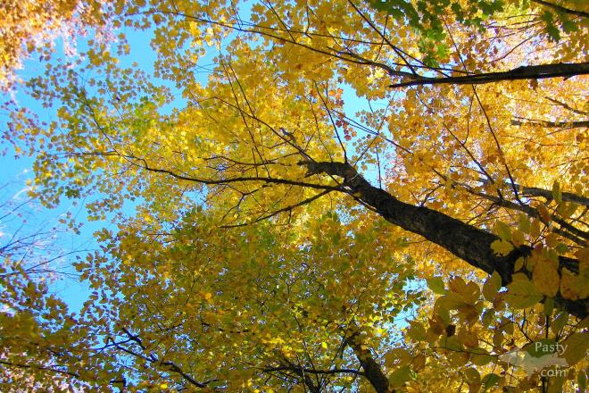 Photos by Ron Simons