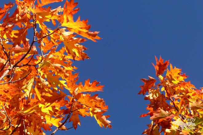 Photos by Joy Ziemnick