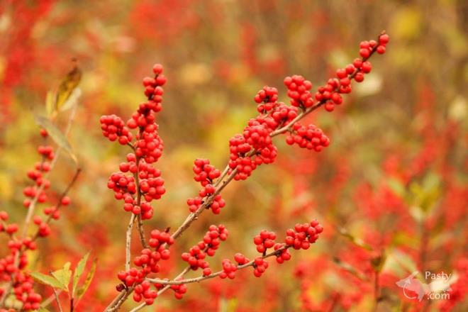 Photos by Melanie Hakala Rossi