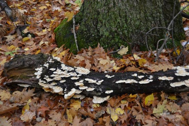 Photos by Judy Byykkonen