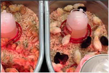 Pick out your chicks