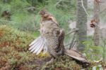 Ruffed Grouse
