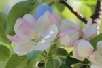 Blossoming apple tree