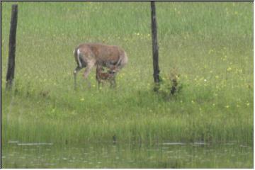 Doe and fawn
