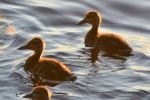 Ducklings