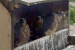 Falcons nesting
