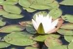 Pond flower