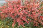 Barberry bushes in fall