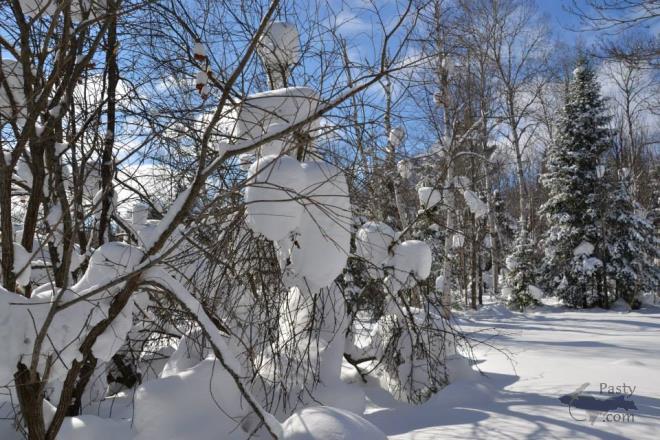 Photos by Judy Byykkonen