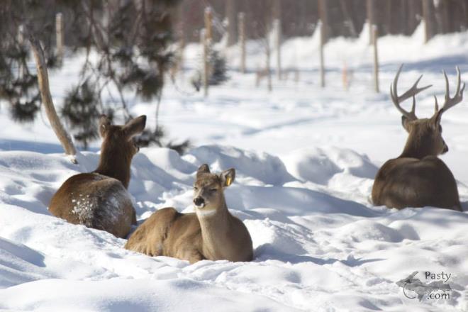 Photos by Melody Provost Holmes