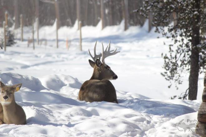 Photos by Melody Provost Holmes