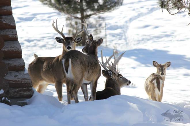 Photos by Melody Provost Holmes