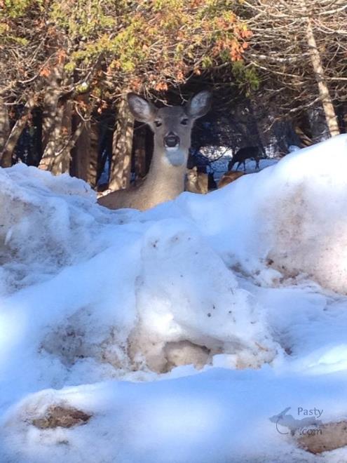 Photos by Liz Baumann