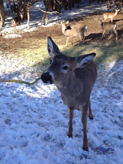 Photos by Liz Baumann