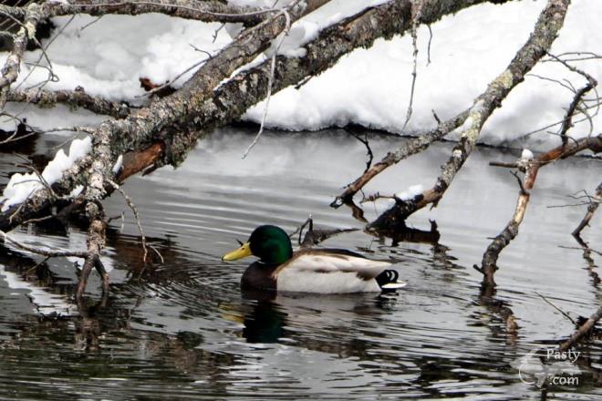 Photos by Bob & Liz Gilreath