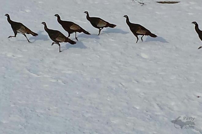 Photo by Sally Beaudette