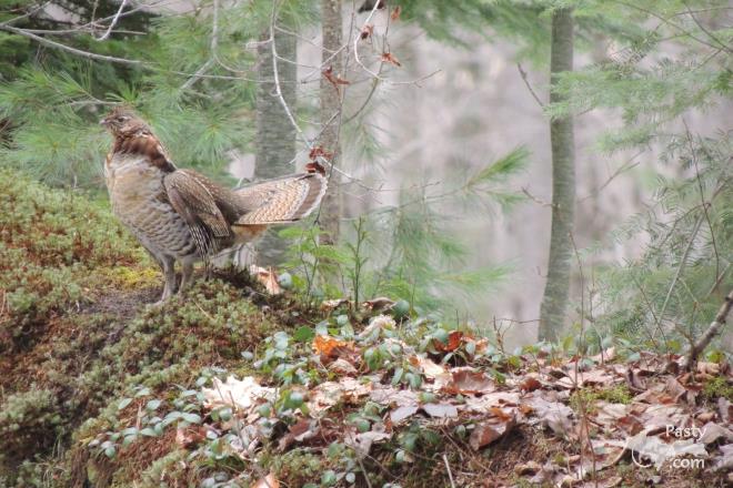 Photos by George & Paulette Beveridge