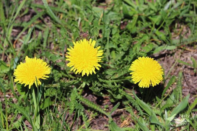 Photos by Barb Bouwkamp