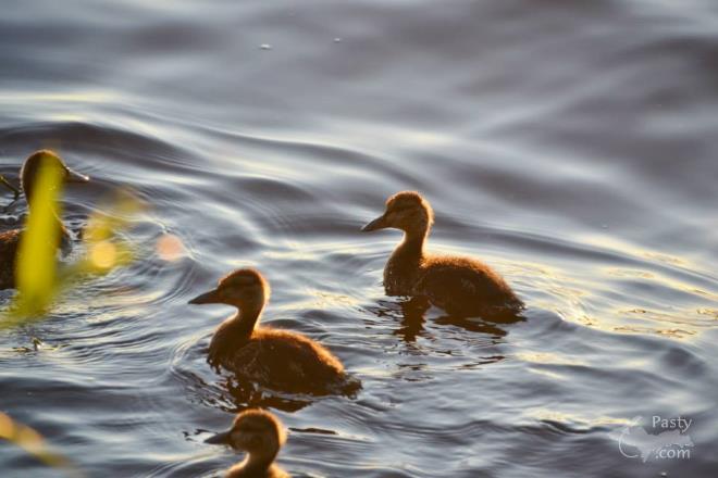 Photos by Ashley Byykkonen