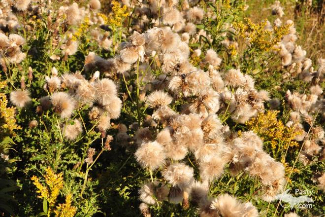 Photos by Bob Gilreath