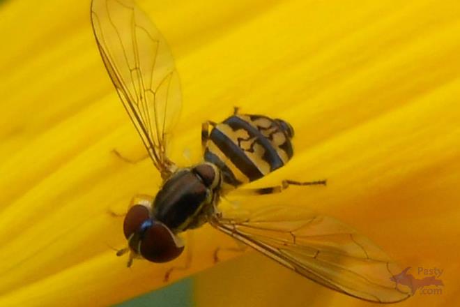 Photos by Donna MacIntosh