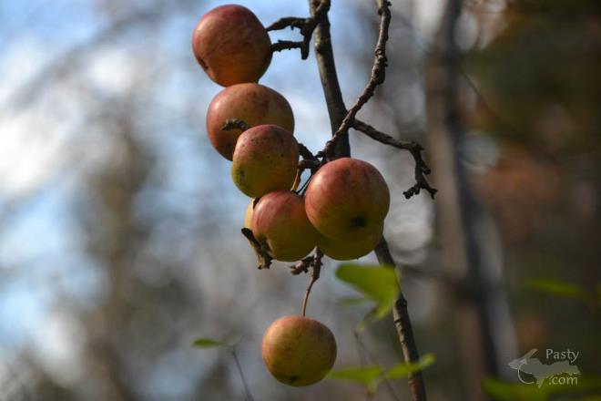 Photos by Judy Byykkonen